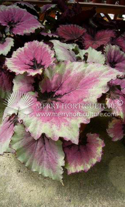 Begonia rex